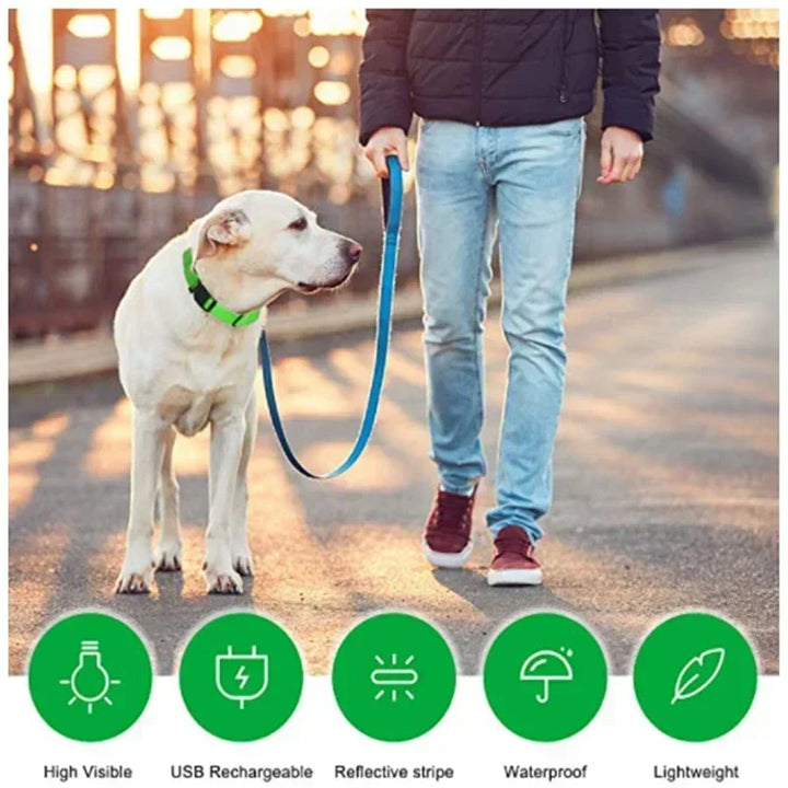 LED Glowing Dog Collar – Rechargeable Night Safety Collar