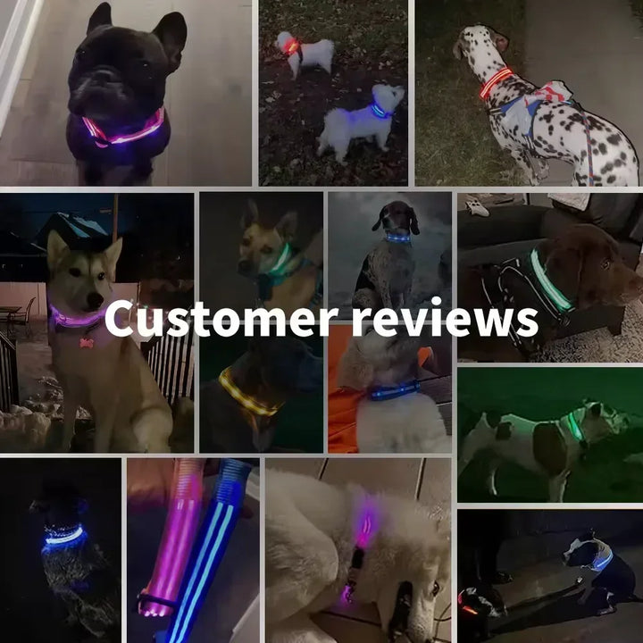 LED Glowing Dog Collar – Rechargeable Night Safety Collar
